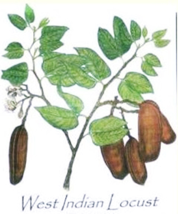 west indian locust