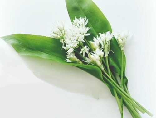 wild garlic leaves and flowers