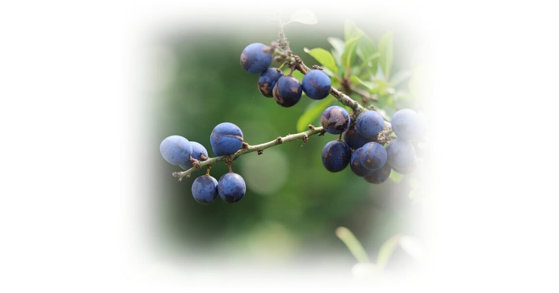sloes waiting to be picked