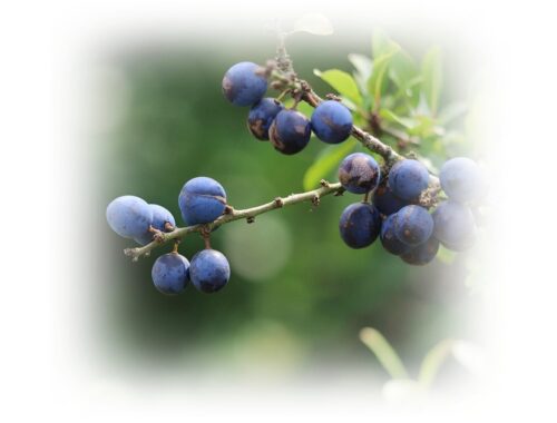 sloes waiting to be picked