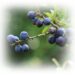 sloes waiting to be picked
