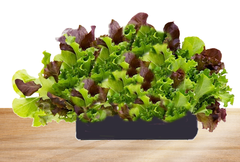 living lettuce