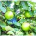 fruiting apple tree