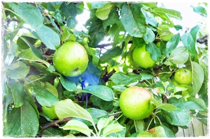 fruiting apple tree
