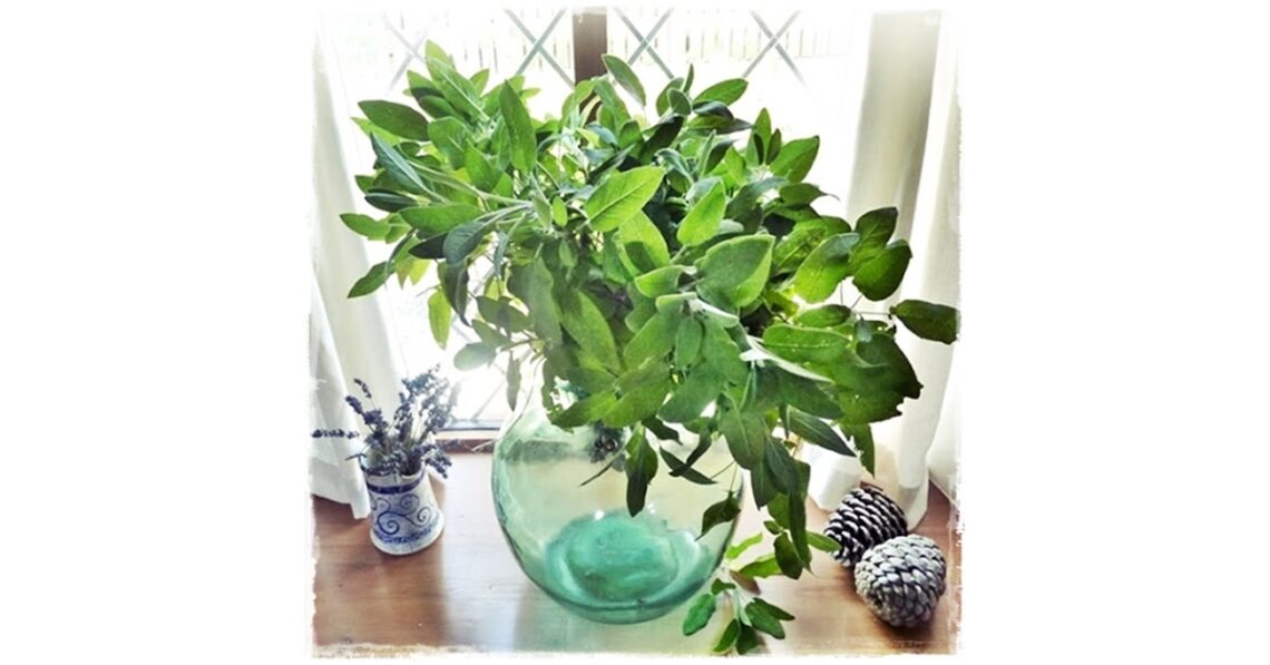 fresh sage