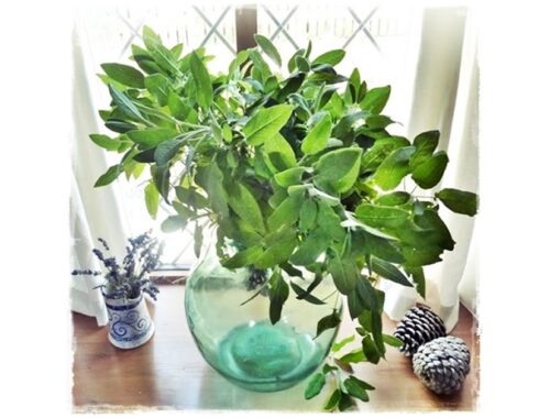 fresh sage