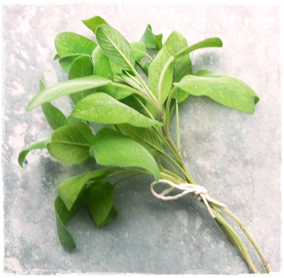 How to Cope with an Abundance of Fresh Sage! - Sudden Lunch! How to Cope with an Abundance of Fresh Sage! - Sudden Lunch!