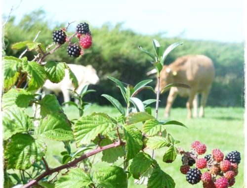 foraging for blackberries with cows