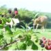 foraging for blackberries with cows