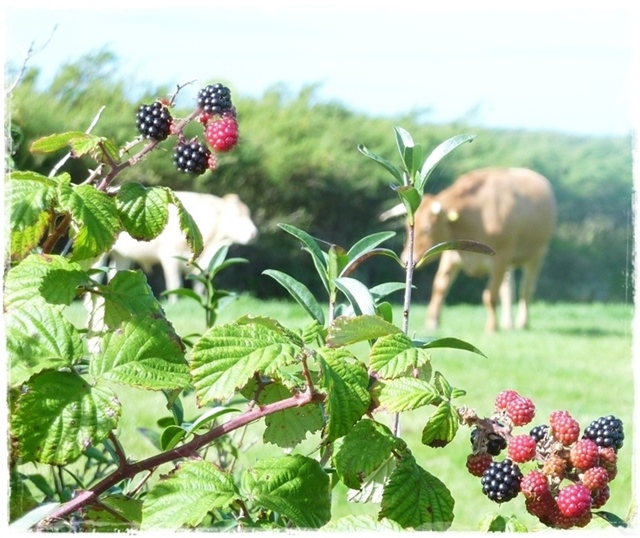 10 Ideas for the Blackberries you just Picked! Sudden Lunch!