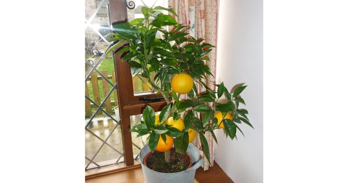 homegrown oranges