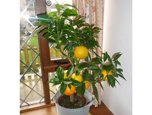 homegrown oranges