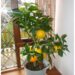 homegrown oranges
