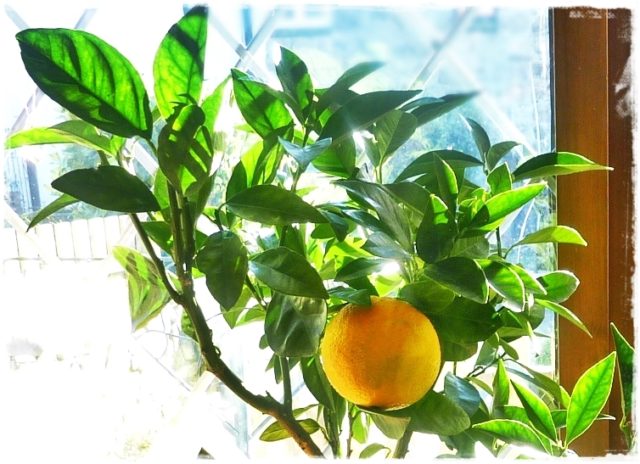recipes for citrus zests