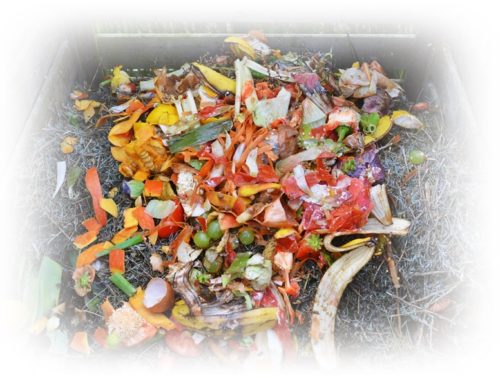 wasted food