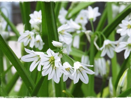 three cornered leeks flowering