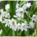 three cornered leeks flowering