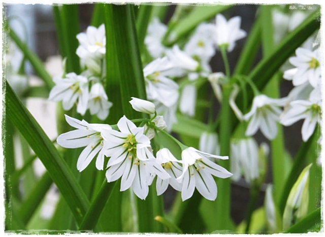 three cornered leeks flowering