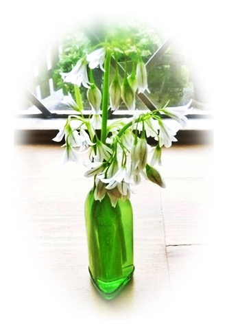 three cornered leek flowers