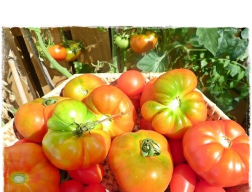 basket of freshly picked tomatoes