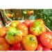 basket of freshly picked tomatoes