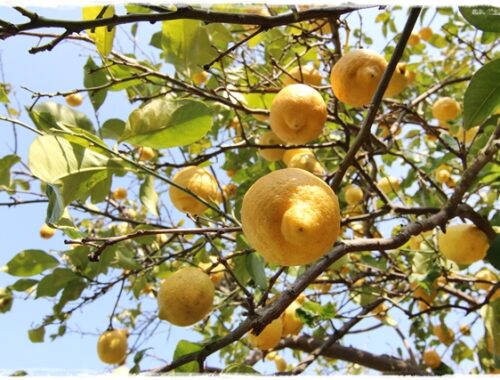 lemon tree fruiting