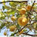 lemon tree fruiting