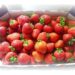 lots of strawberries
