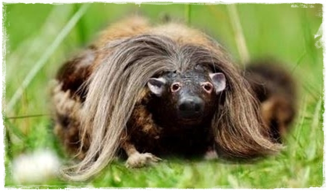 Haggis Animal Picture Haggis Animal Wild National Scotland Scotlands 