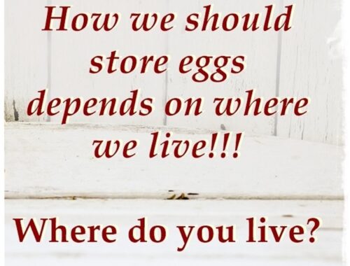 where to store eggs