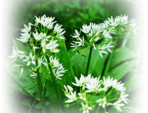 ramsons in the wild
