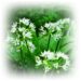 ramsons in the wild