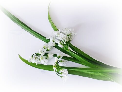 three cornered leeks